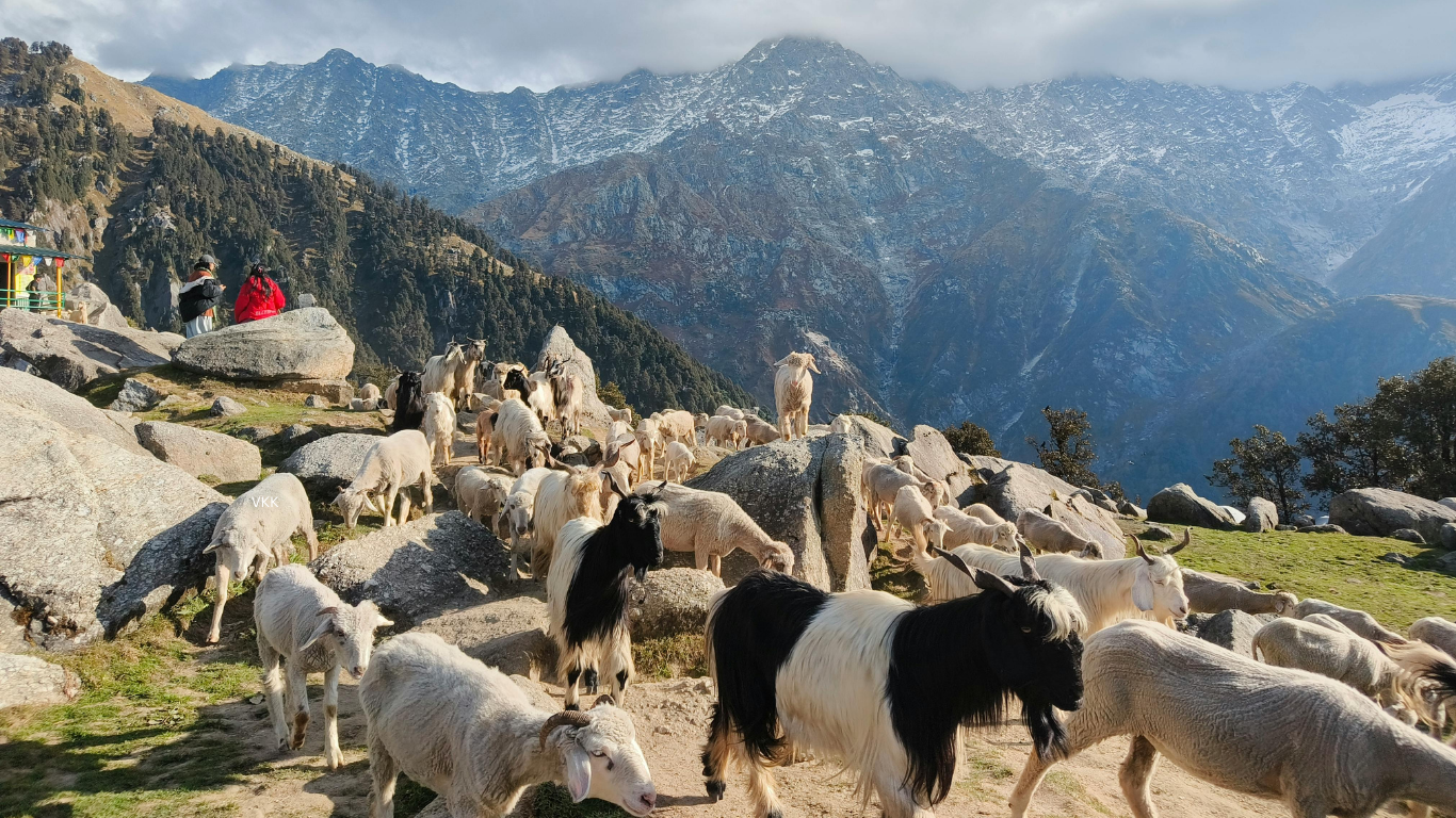 Shimla Manali Short Escape – 4 Nights / 5 Days